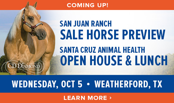 Sale Horse Preview