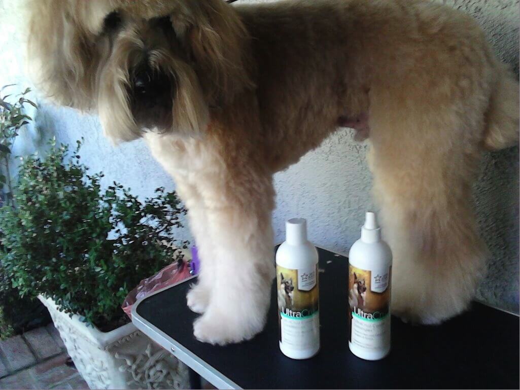 A freshly groomed dog next to bottles of shampoo and conditioner