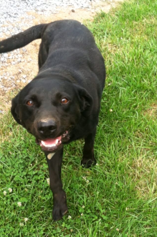 A smiling black lab in a patch of grass