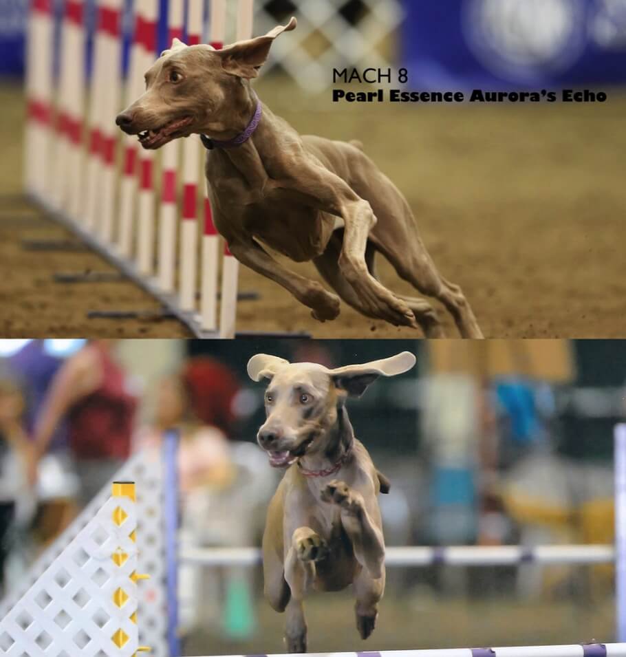 Two photos of a dog in a competition