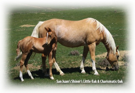 Óleo Mineral para Cavalos - Shiner's Little Oak e Charismatic Oak, um ao lado do outro