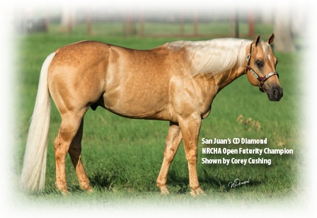 Vetera Gold XP + VEE - CD Diamond in einem Grasfeld