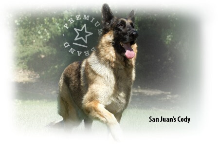 Shampoo schiumogeno per cani - Cody, il pastore tedesco che corre in un prato