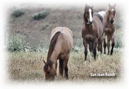Kopertox – 3 Pferde auf der San Juan Ranch