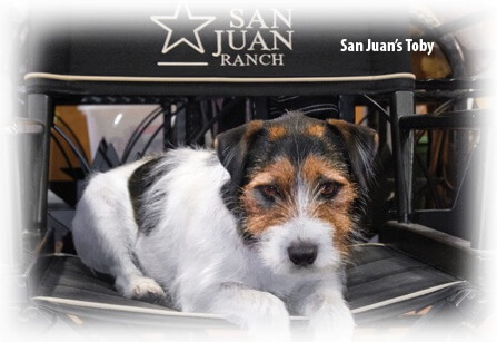 Advantage II für Hunde – Ein mittelgroßer Hund namens Toby auf einem Klappstuhl