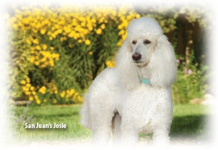 개를 위한 진정 보조제 - 잎사귀 옆에 서 있는 솜털 같은 흰색 개 조시(Josie)