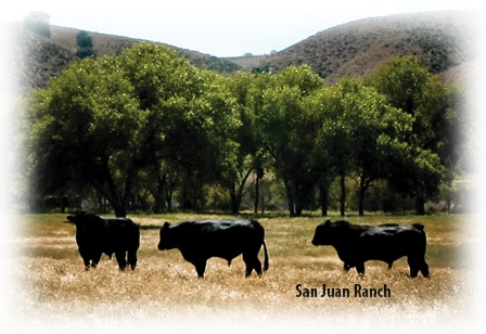 Aerosol natural contra moscas y garrapatas para ganado vacuno, caprino, ovino y porcino - Tres vacas negras en un campo