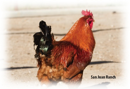 Suplemento Omega Boost para pollos - Un gallo en el rancho San Juan