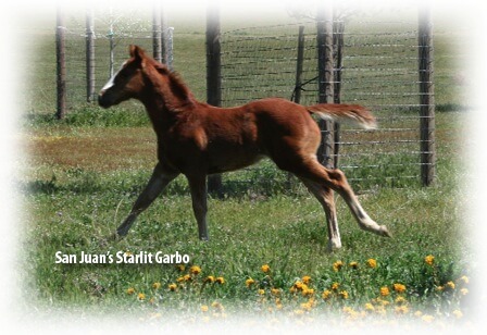 Pienso medicado Safe-Guard Equi-Bits Fenbendazole Tipo C - Un caballo joven llamado Starlit Garbo corriendo en la hierba