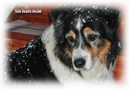 Canine Conditioner for Dogs - Ein Hund namens Jessie, der mit Schnee bedeckt ist