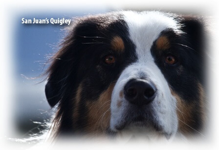 Canine Misting Conditioner für Hunde – Nahaufnahme von San Juans Quigley