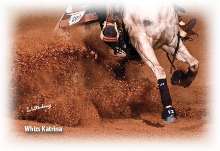 Supplément MSM pour chevaux - Whizs Katrina
