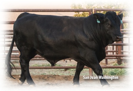 Shampoing moussant Plus pour bétail (bovins, chèvres, moutons et porcs) - Une grande vache noire dans un enclos