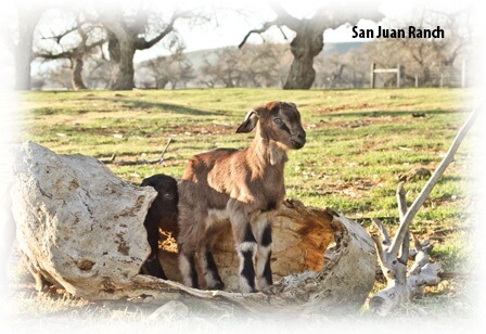 Suplemento de hierro para cabras Carga de hierro para cabras: una cabra joven dentro de un árbol caído muerto