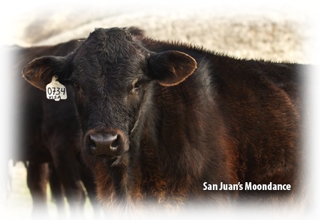 Noromectin Plus Injection for Cattle - Uma vaca de cor ferrugem escura chamada Moondance