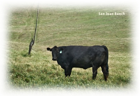 Tubo con tappo a scatto SurgiLube - Una mucca nera solitaria in un grande campo erboso