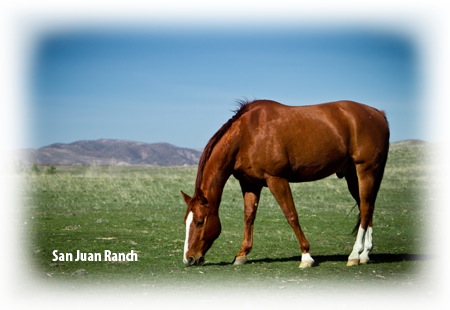 Senior Horse Joint Supplement - Brown horse grazing on San Juan Ranch