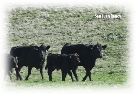 Mineral Oil for Livestock for Cattle, Goats, Sheep and Pigs - 4 black cows walking together in a field