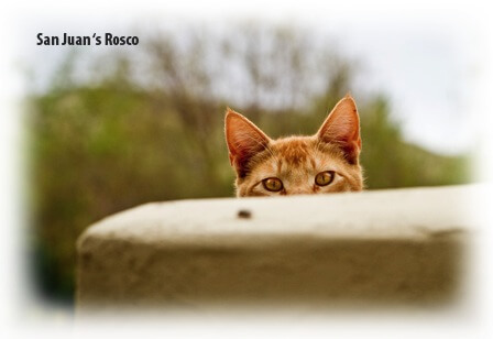 Tom Cat Catetere 3,5 Fr x 5,5” - Un gatto arancione di nome Rosco, che fa capolino da un muro