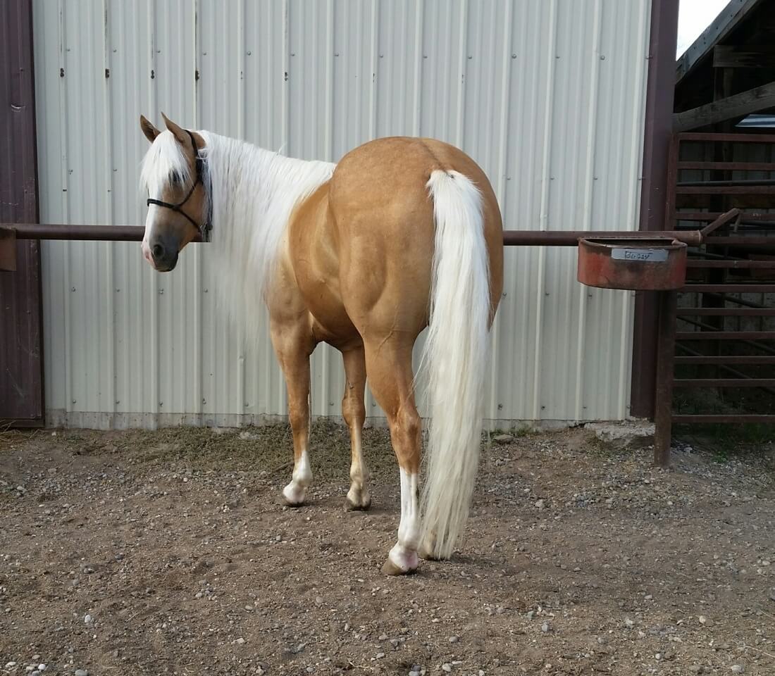 A brown horse with bright white tail and mane