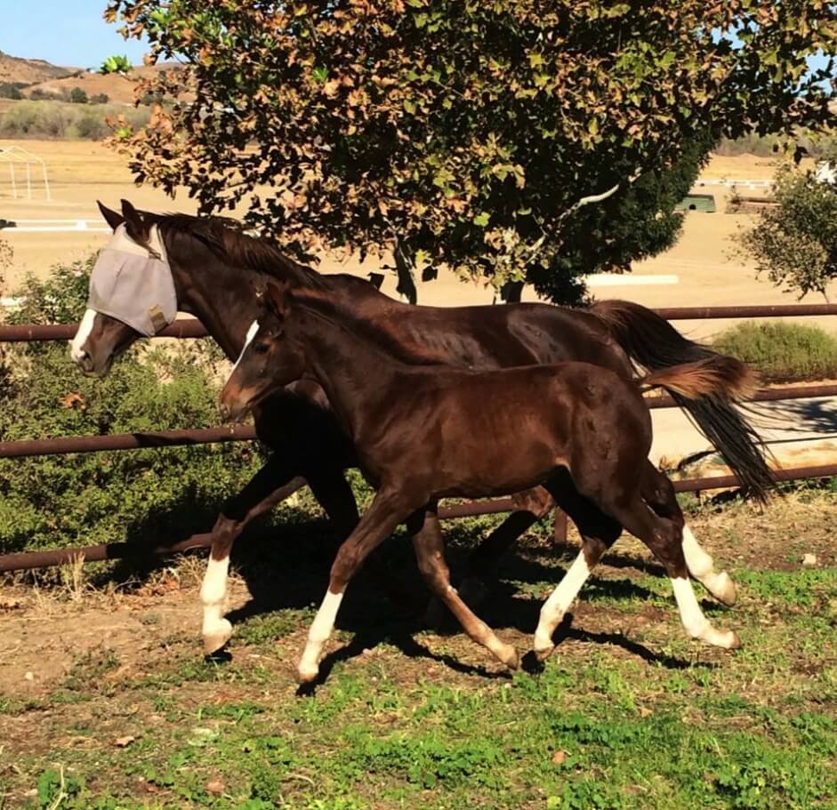 A foal trotting with its mom