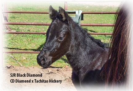 Champú Equine Black Diamond para caballos - Un caballo negro joven con su madre