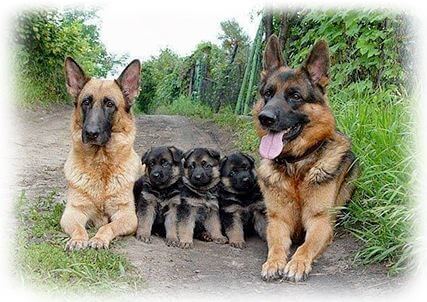 Famous people voyeur Canine sperm supplements