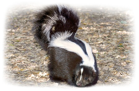 Canine Z-Skunk'R für Hunde - Bild eines Stinktiers