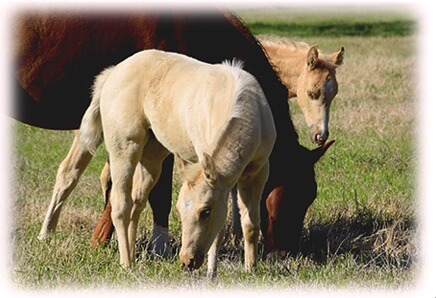 Integratore per la motilità degli spermatozoi per cavalli - Un cavallo e due puledri in un prato
