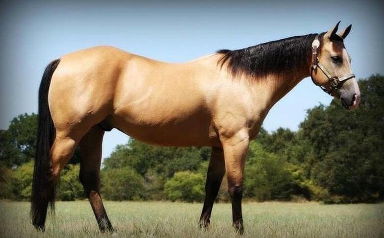 A sleek dun horse in a field