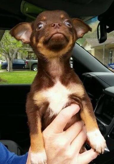A small brown dog being held up to the camera