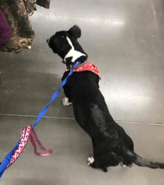 A black and white dog with a red bandana