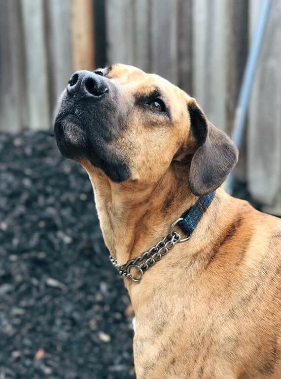 A golden colored dog with dark brindle