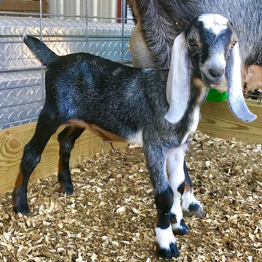 A baby goat next to its mother in a pen