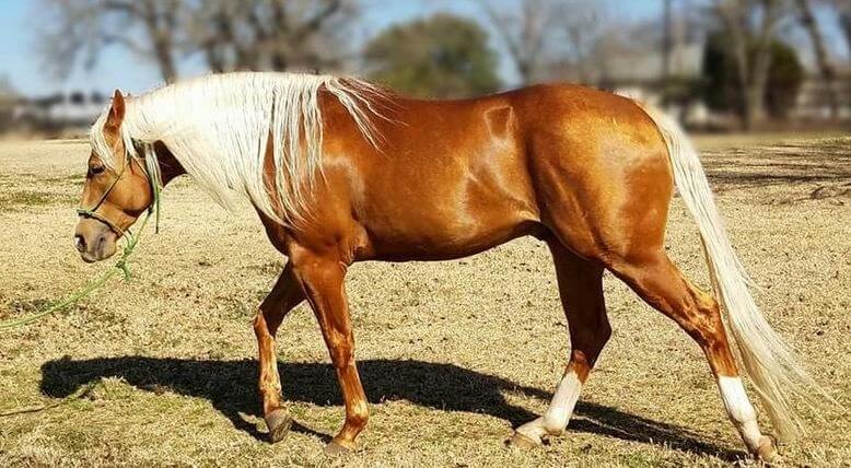 Bronze colored horse with white mane and tail outside