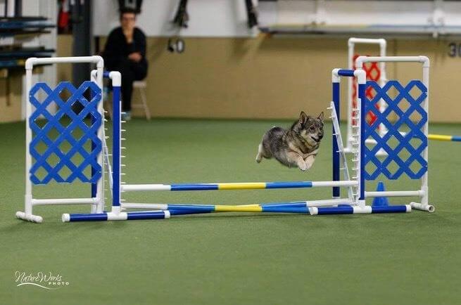 A small dog jumping over a hurdle