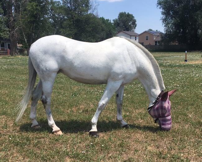 White horse with a pink fly mask on grazing