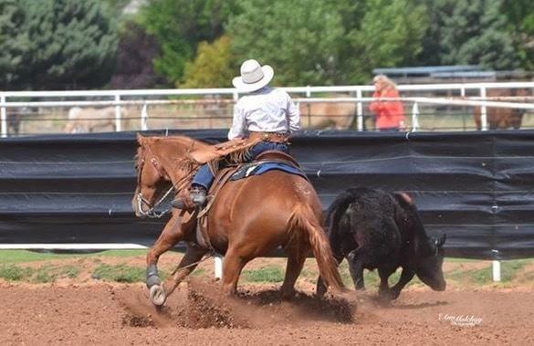 A horse being ridden next to a cow