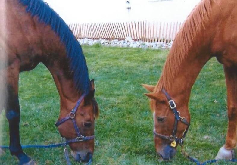 two horses grazing across from each other