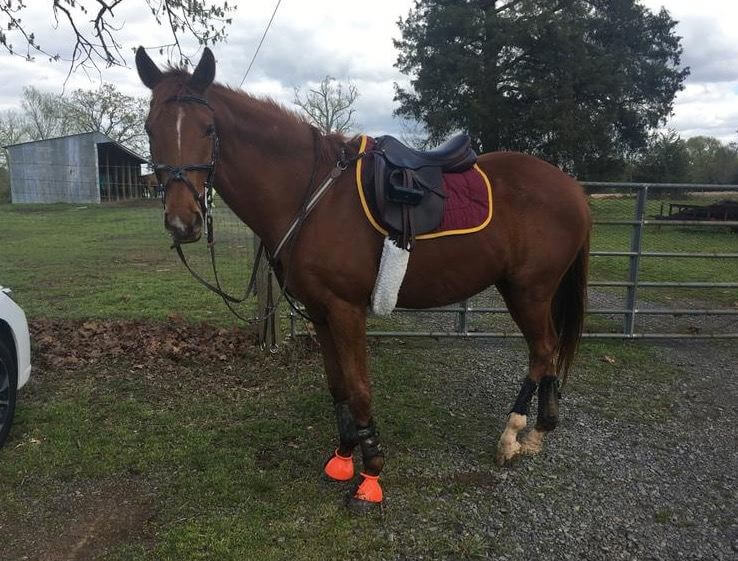 A brown horse standing next to a gate
