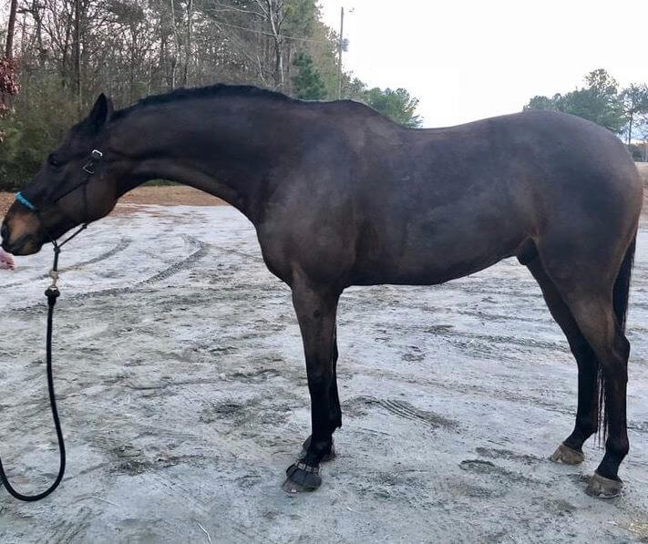 Dark colored horse standing in light mud