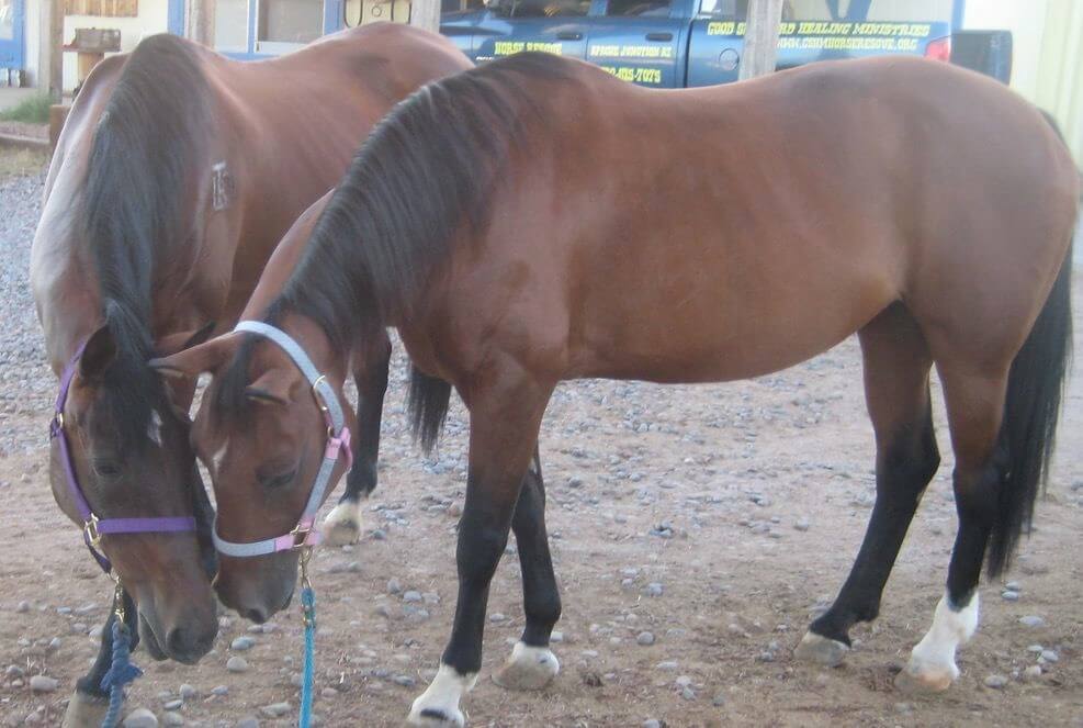 two bay horses nuzzling each other