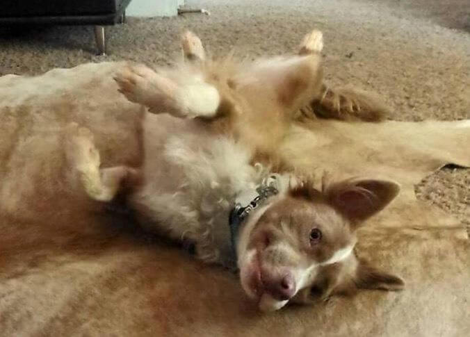 Tan colored dog rolling on a rug inside