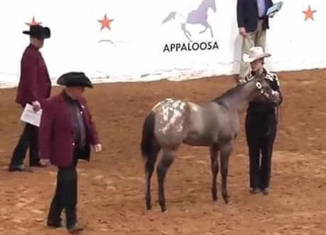 A filly at a competition