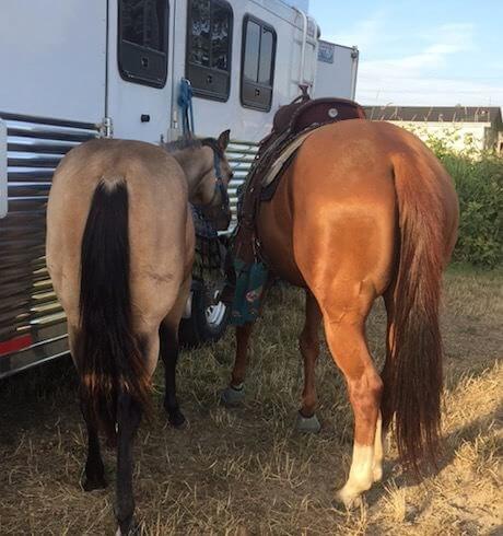 two horses next to an rv