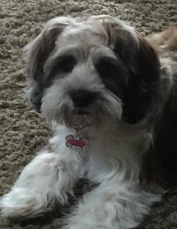 A fluffy white and gray dog laying down on carpet