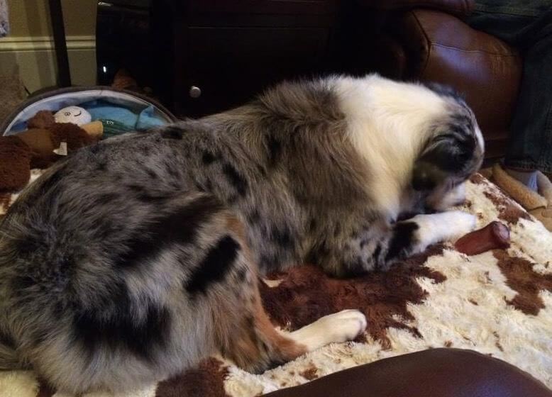 Australian shepherd laying on a blanket inside