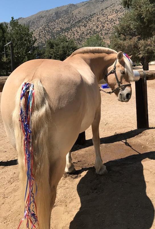 A tan horse with ribbons in its tail