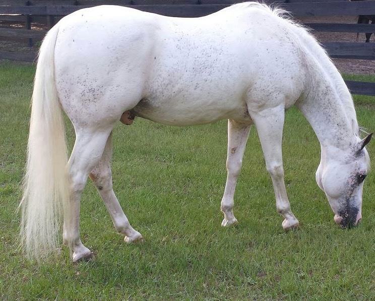 A speckled white horse grazing on grass