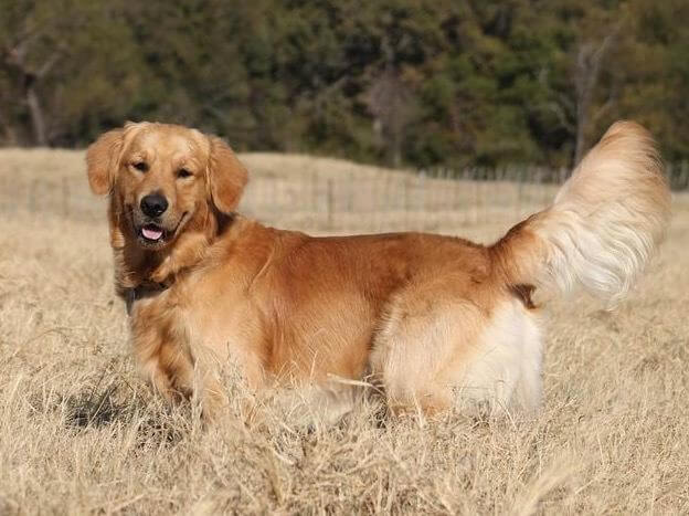 Golden retriever in a filed of dry grass